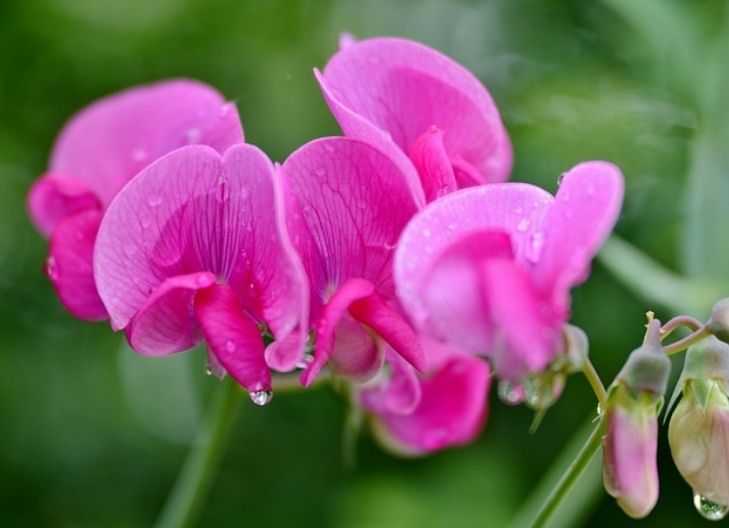 sweet pea flower mean? A symbol of delicate feelings, heartfelt gratitude, and emotional release