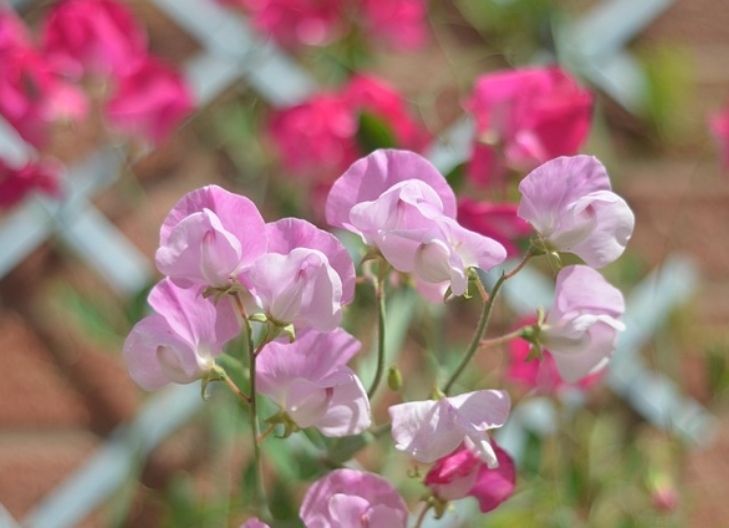 sweet pea flowers represent affectionate farewells