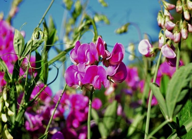 Sweet pea flower meaning symbolizes blissful pleasure