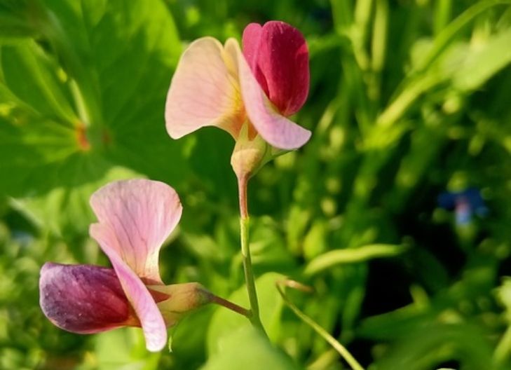 Spiritual meaning of sweet pea