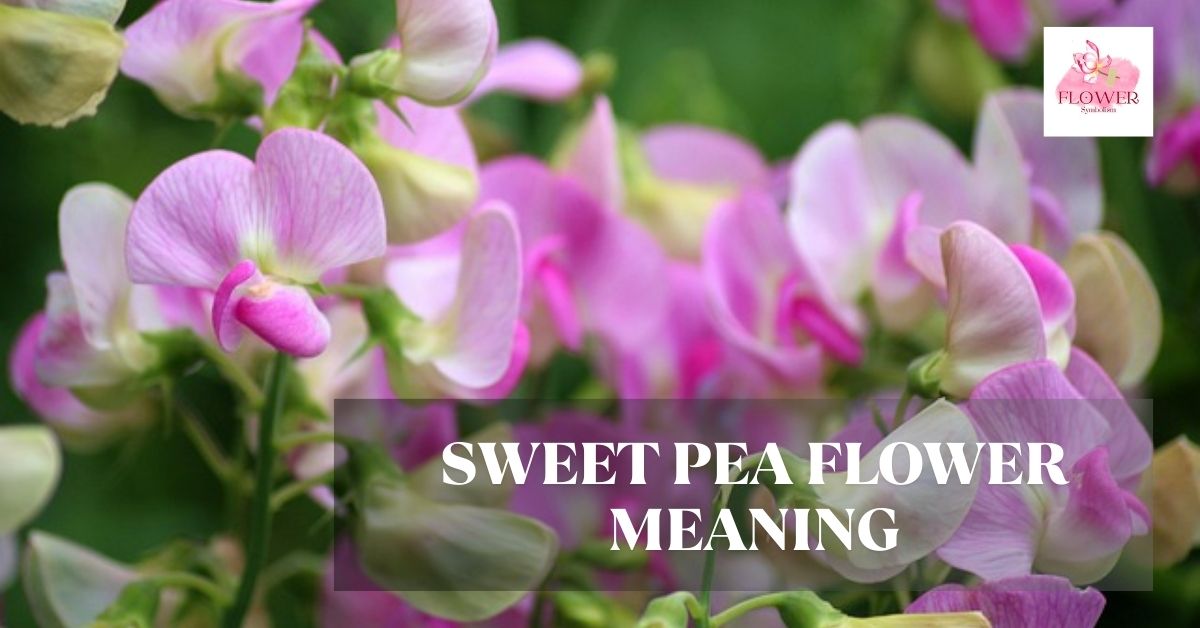 sweet pea flower meaning