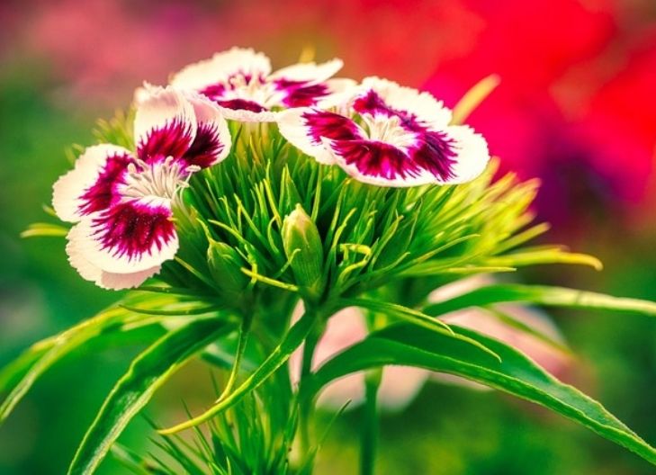 sweet william flower meaning