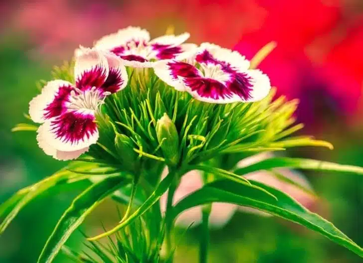 sweet william flower meaning