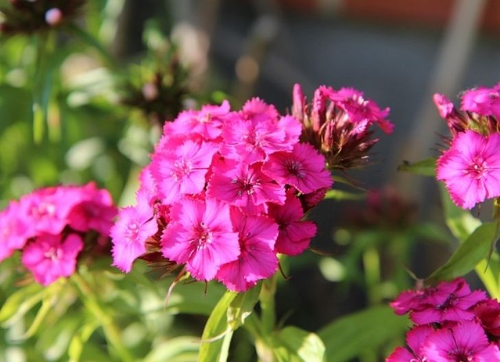 sweet william flower meaning -4