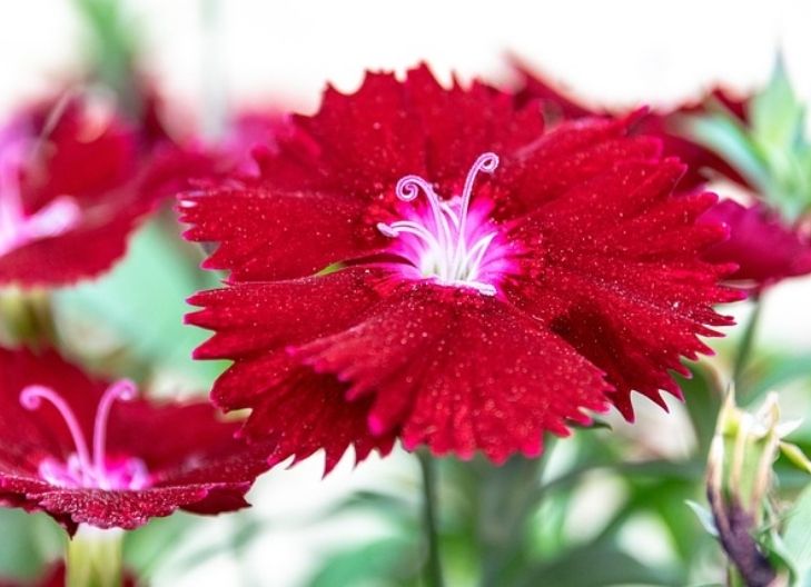 Sweet William symbolism