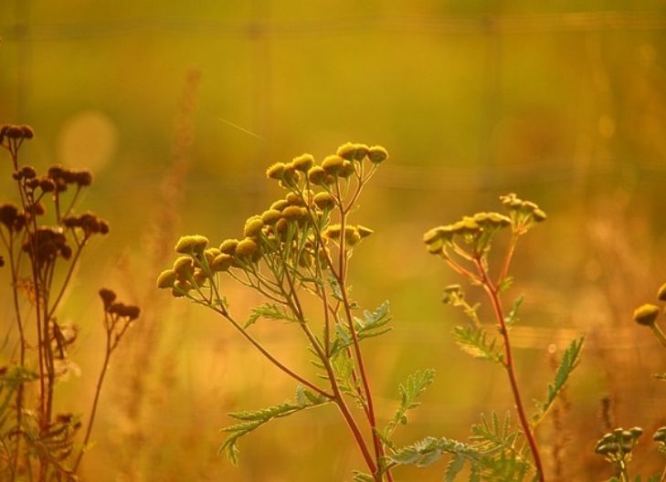 Tansy flower symbolism