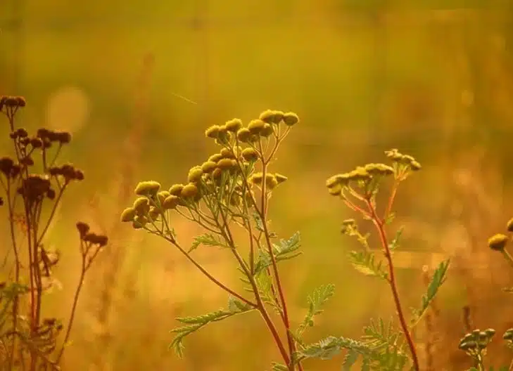 Tansy flower symbolism