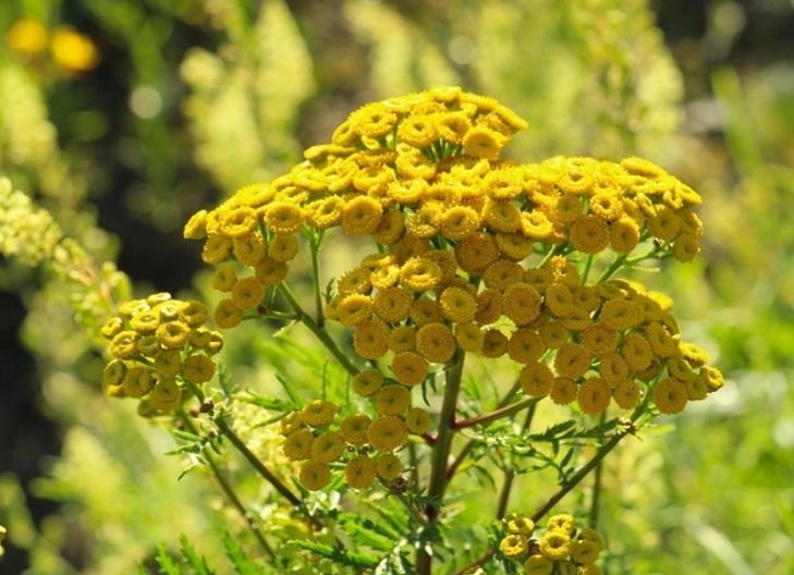 tansy flower mean relationships