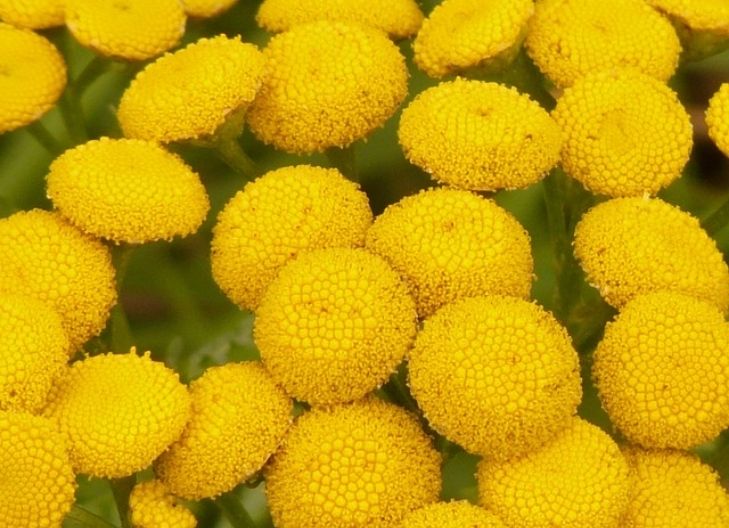 tansy represents loyalty 