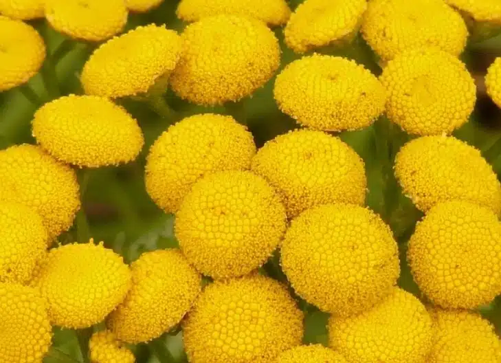 tansy represents loyalty 