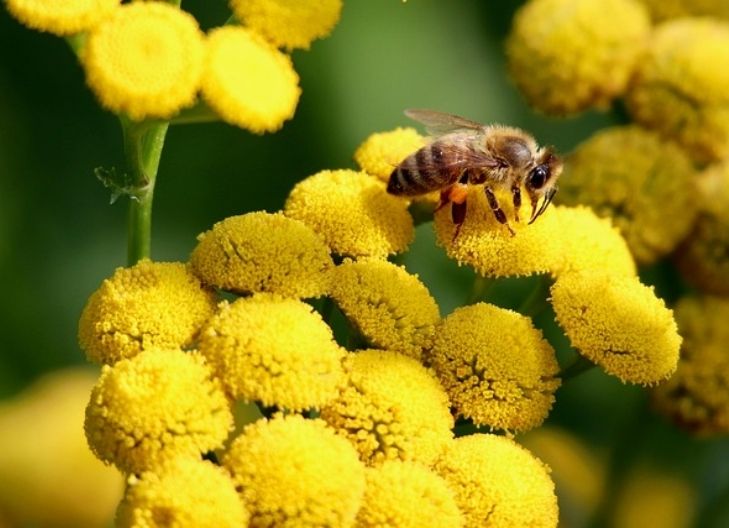  Tansy flower meaning symbolizes protection