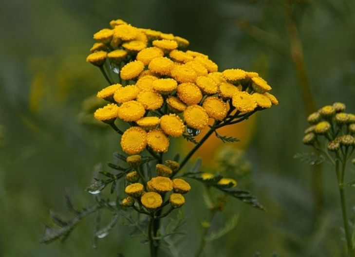 Spiritual meaning of tansy 