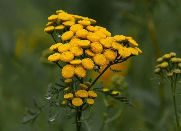 Spiritual meaning of tansy 
