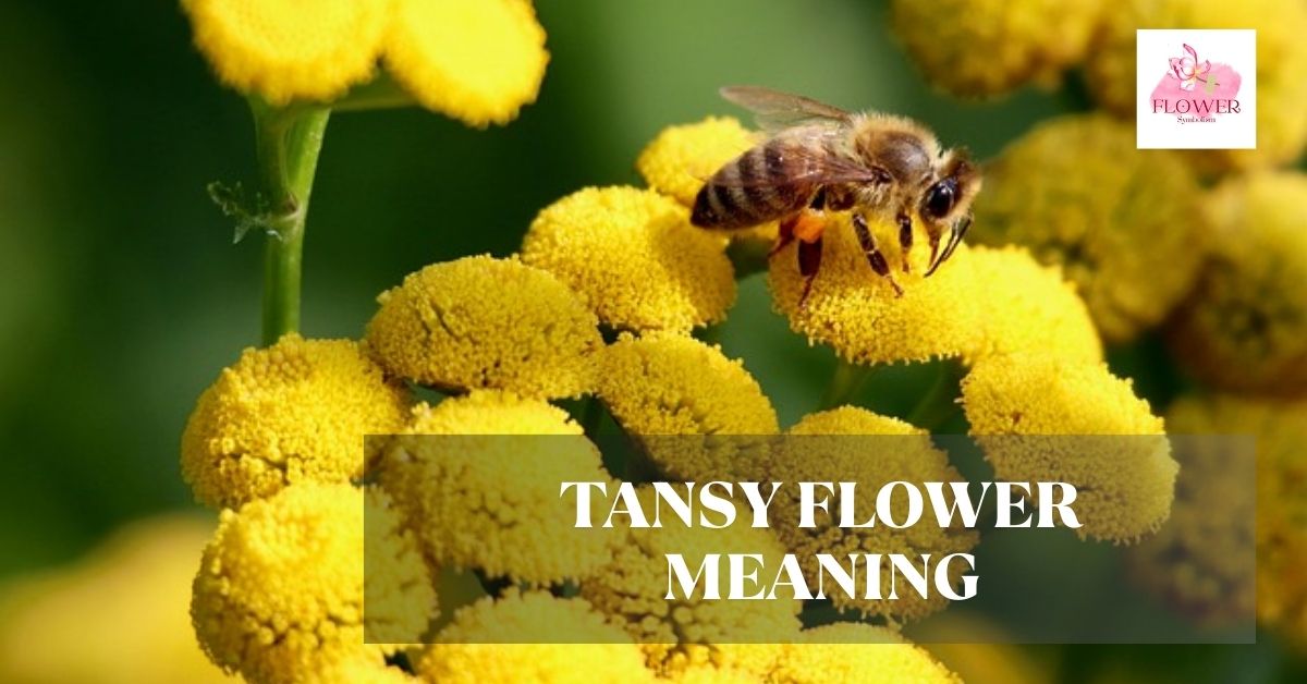 tansy flower meaning