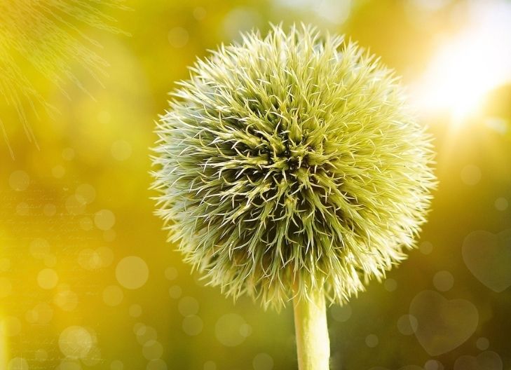 Thistle symbolism