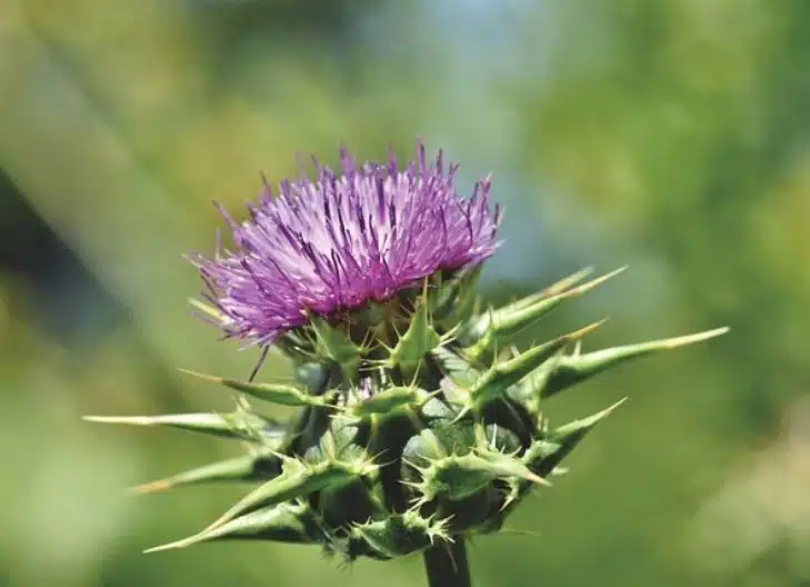 thistle flowers represent protective care