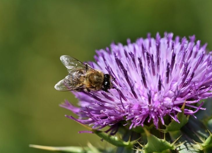thistle flower mean