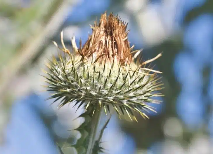 Thistle flower meaning symbolizes