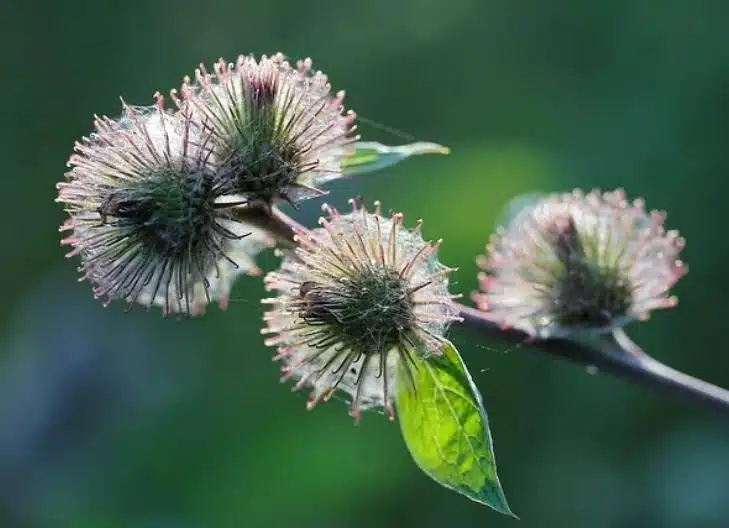 Spiritual meaning of thistle