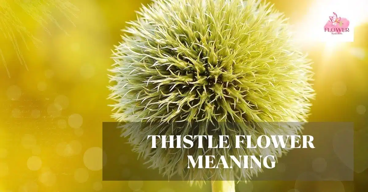 thistle flower meaning