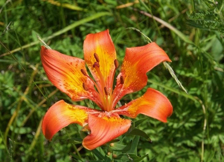 Tiger lily symbolism