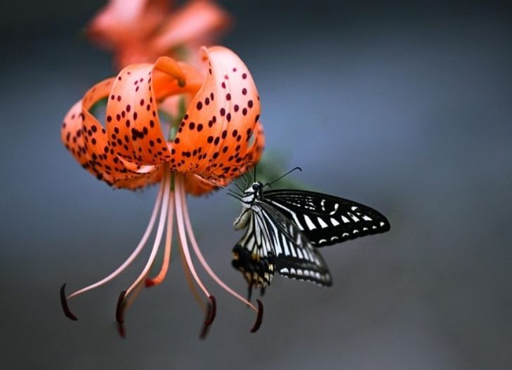 Spiritual meaning of tiger lily