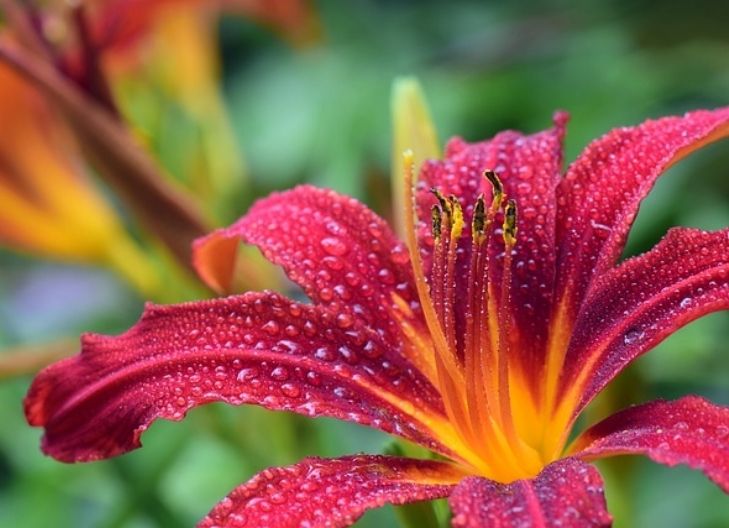 Tiger lily flower meaning symbolizes