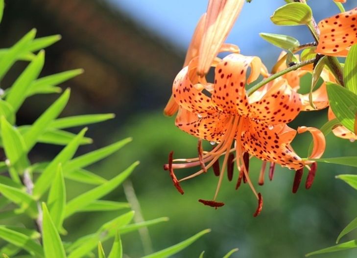 What does the tiger lily flower mean