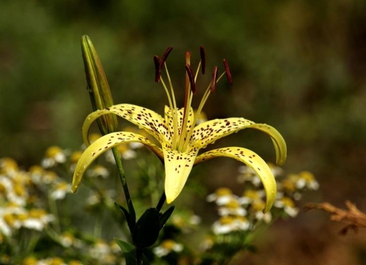 tiger lilies represent fierce affection