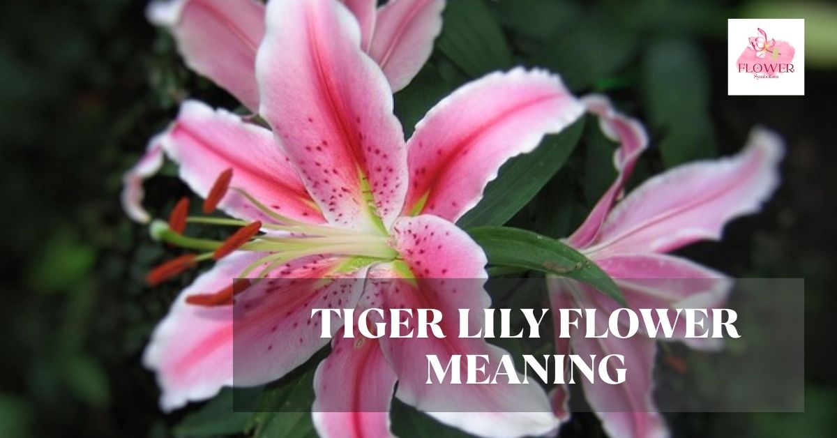 tiger lily flower meaning