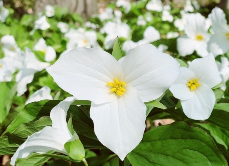 Trillium flower symbolism
