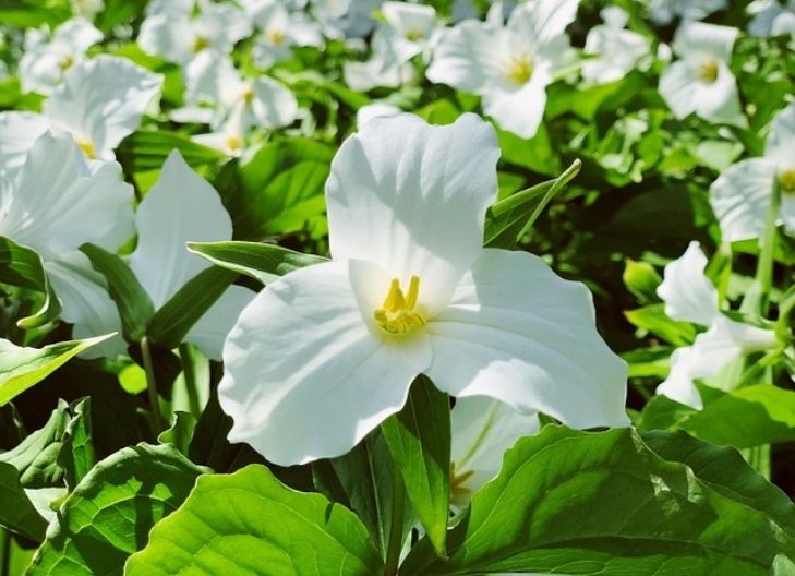 Spiritual meaning of trillium