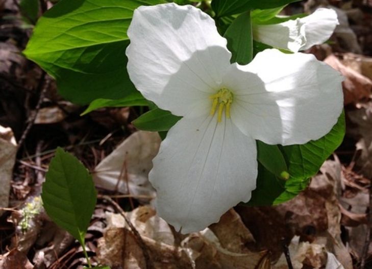 trillium flower mean