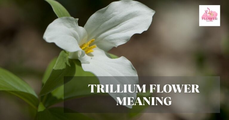 trillium flower meaning