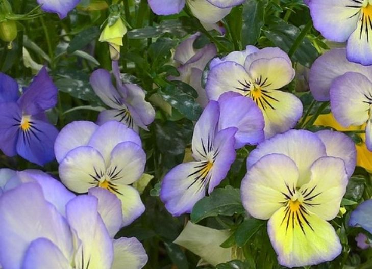 viola flowers