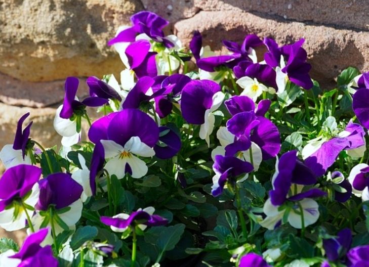 What does the viola flower mean?