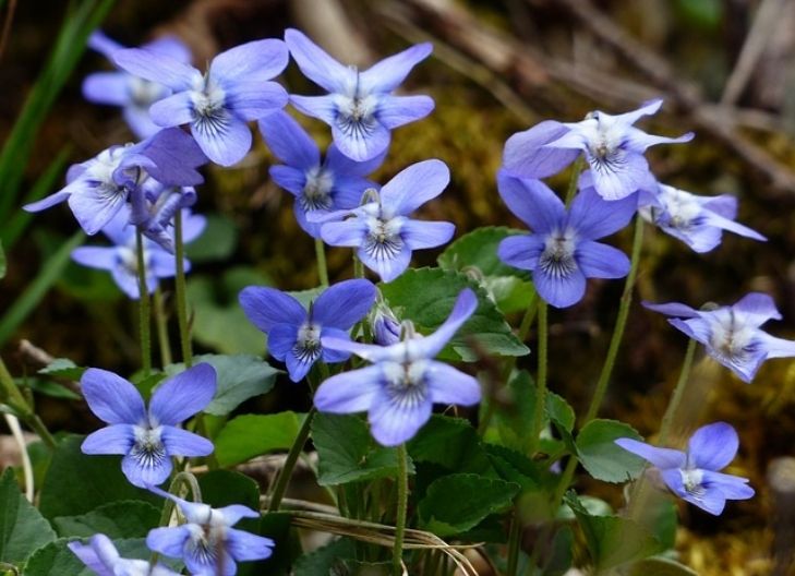 Viola flower symbolism