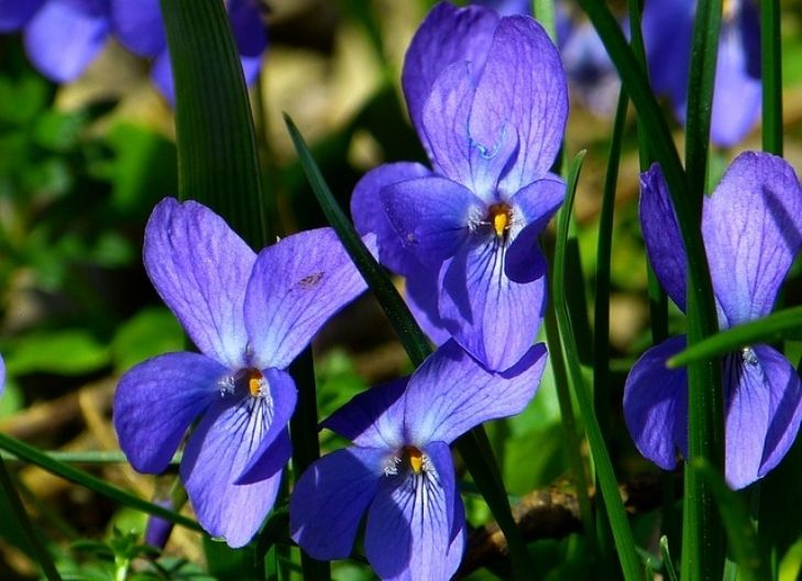 Viola flower meaning symbolizes