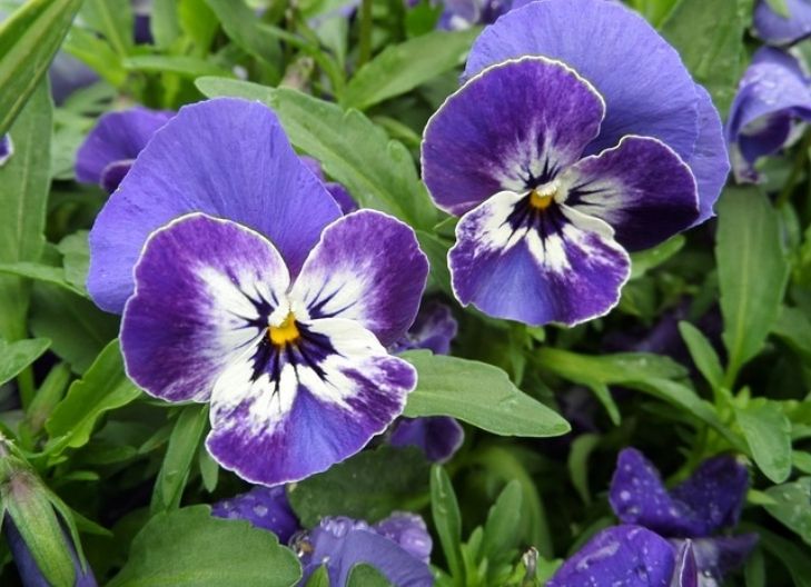 Spiritual meaning of viola