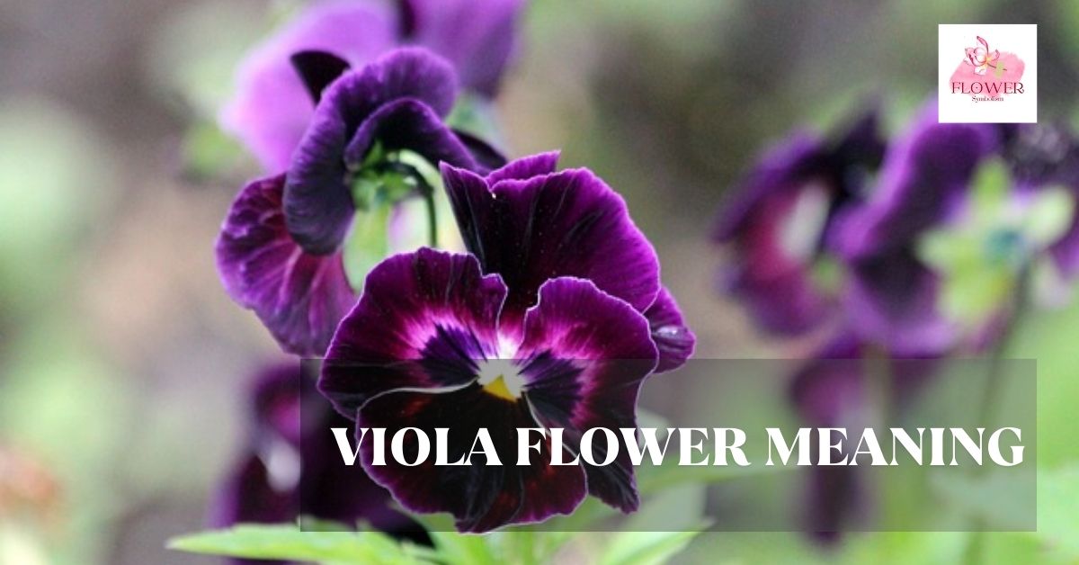 viola flower meaning