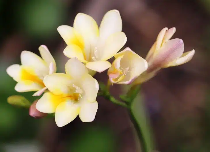 what does a freesia symbolize in relationships