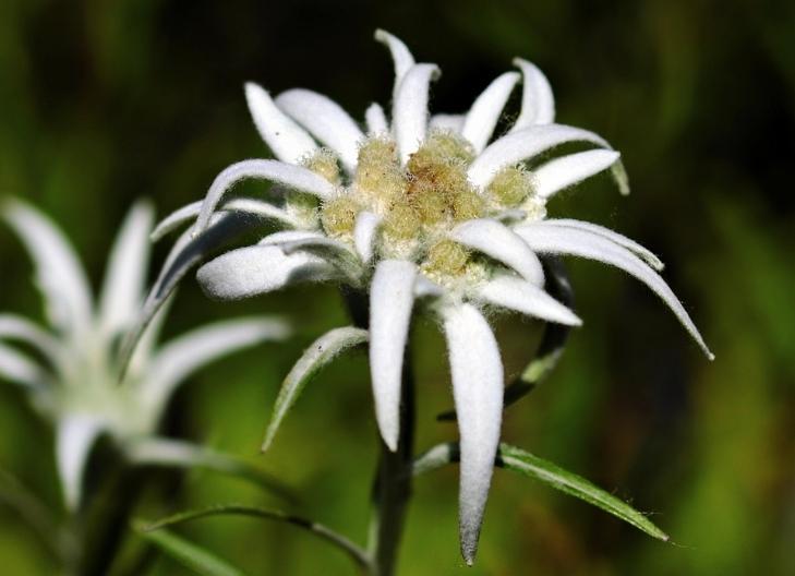 what does an edelweiss flower represent emotionally