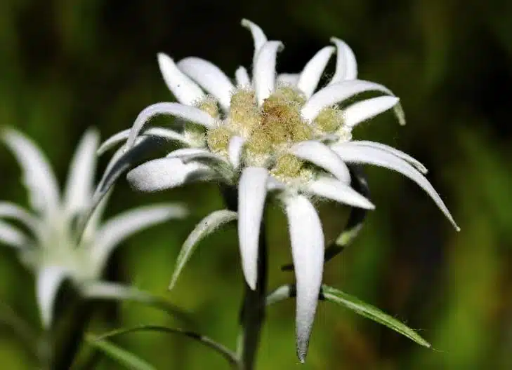 what does an edelweiss flower represent emotionally