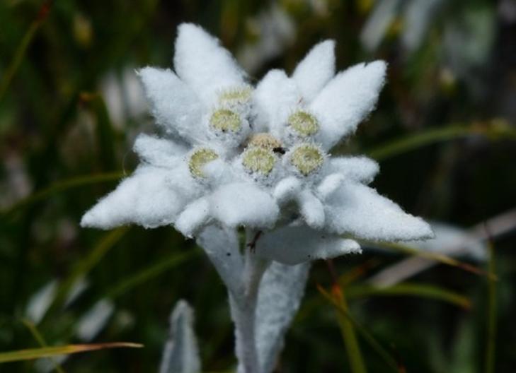 what does edelweiss symbolize in relationships