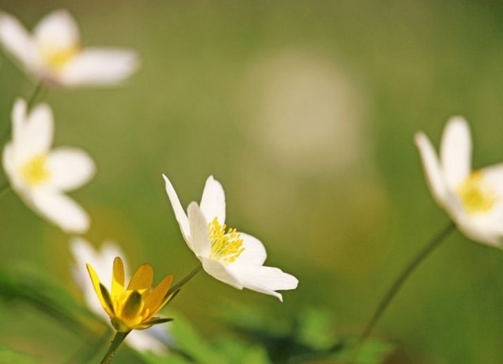 White anemone symbolism