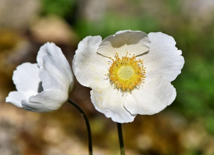 Spiritual meaning of white anemone