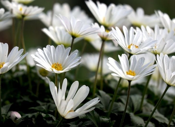 White anemone flower meaning symbolizes