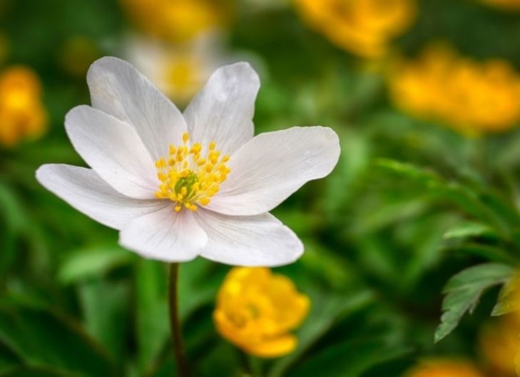 What does the white anemone flower mean?