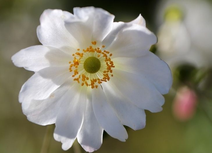 In love, white anemones represent honesty