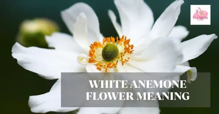 white anemone flower meaning